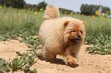 CHOW CHOW 076